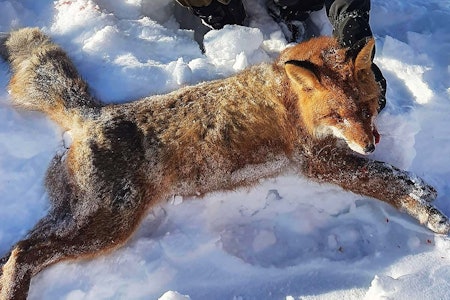 Joakim Frøsaker fikk uttelling på haiåtet sitt. Foreløpig har han tatt en rev på cirka 6 kilo på åtet sitt. Foto: Privat Rev skutt på åte.