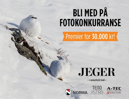 Bilde til fotokonkurranse av fjellrype i vinterdrakt foto: Åsgeir Størdal