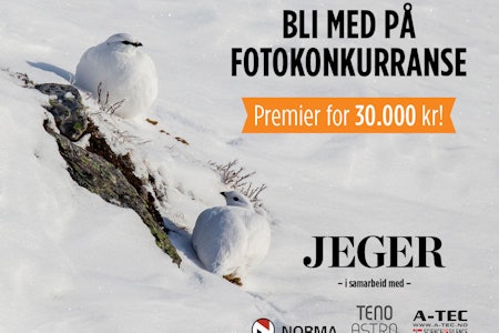 Bilde til fotokonkurranse av fjellrype i vinterdrakt foto: Åsgeir Størdal