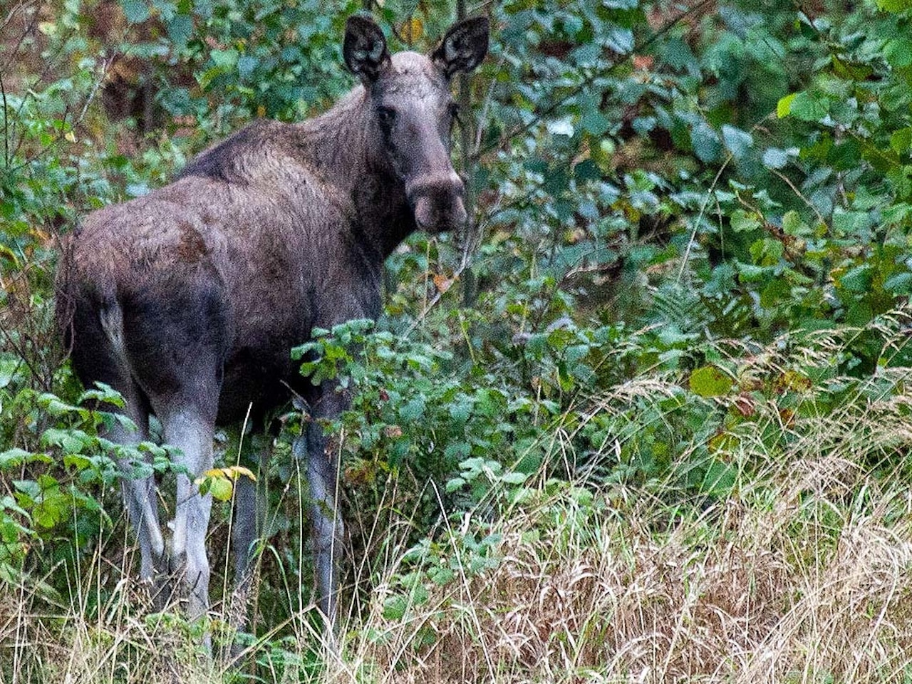 En lovendring er på høring i Danmark. Blir den vedtatt, kan det settes ut elg og andre store drøvtyggere i 15 nasjonalparker.  Elgkvige