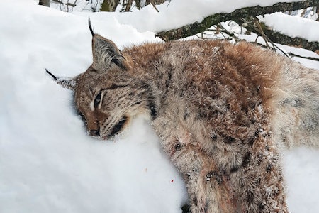 Gaupejakta 2022 er igang, og to dager ut i jakta er det allerede felt en tredjepart av kvoten. (Arkivfoto: Nils-Olav Talgøy) Gaupe i snøen felt i Tingvoll.
