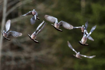 JEGERPRØVEINSTRUKTØR: Det er strenge regler for instruktørens gjennomførelse av jegerprøvekurset. Duer i oppflukt