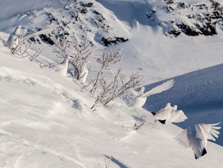 Bilde av ryper på fjellet på vinteren. Foto: Åsgeir Størdal