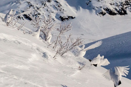 Bilde av ryper på fjellet på vinteren. Foto: Åsgeir Størdal