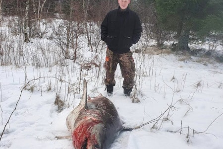 Joakim Frøsaker håper å lokke Mikkel inn på skuddhold med en håbrann. Foto: @bindals_jegern Bildet viser jeger Joakim Frøsaker stående ved en død hai brukt som reveåte. Foto: @bindals_jegern