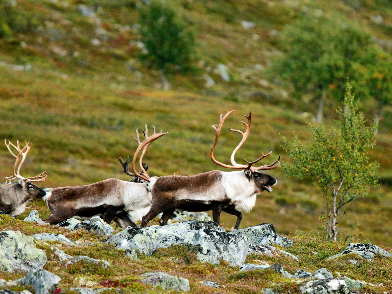 Professor Knur Røed ønsker mer prøvetaking av villrein før myndighetene beslutter drastiske tiltak mot skrantesjuka på Hardangervidda Bildet av villrein skrantesyke