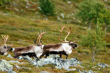 Professor Knur Røed ønsker mer prøvetaking av villrein før myndighetene beslutter drastiske tiltak mot skrantesjuka på Hardangervidda Bildet av villrein skrantesyke