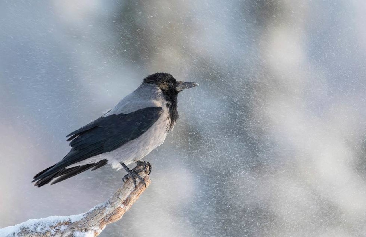 Det er fortsatt forbud mot jakt og fellefangst på kråkefugler i Rogaland, fastslår Mattilsynet. Kråke sitter i snødrev