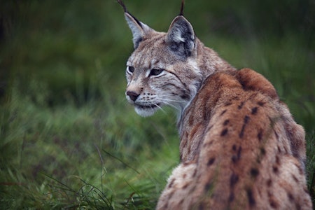 Gaupebestanden er nå under bestandsmålet igjen. (ill.foto/ kontrollerte forhold) Bildet viser en gaupe. Bildet er tatt i en dyrepark.