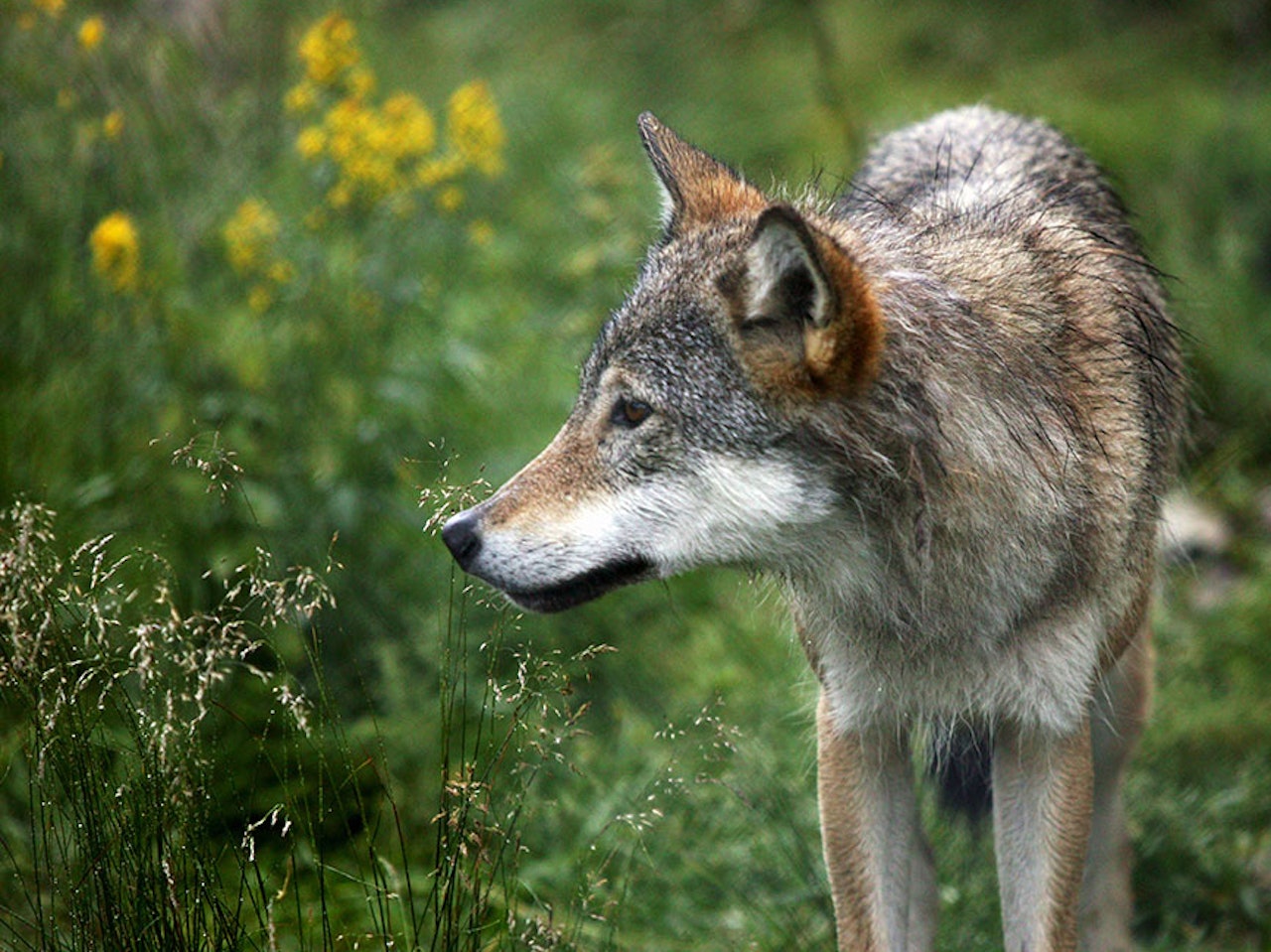 Tirsdag 12. januar ble det skutt en ulv til i Aurskog-reviret. Foto: Åsgeir Størdal/ kontrollerte forhold Bildet av en ulv fra en naturpark.