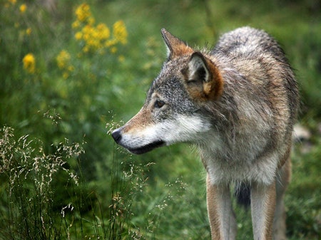 Bildet av en ulv fra en naturpark.
