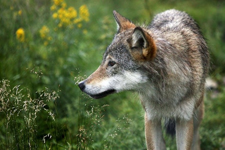 Bildet av en ulv fra en naturpark.