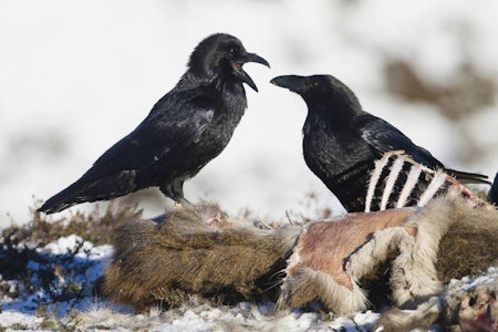 Blinkskudd, dyrebilder, ravn