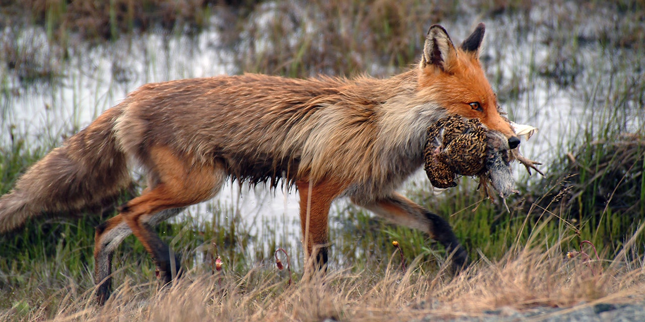 Rødrev med lirype. Foto: Aina Bye/ NINA Rødrev med lirype. Foto: Aina Bye/ NINA