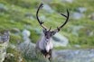 VILLREIN: Lokale aktører er positive til at det går mot reetablering i Nordfjella, mens Mattilsynet advarer mot smittefare og ønsker å vente lenger. Arkivfoto: Nils-Olav Talgøy VILLREIN: Lokale aktører er positive til at det går mot reetablering i Nordfjella, mens Mattilsynet advarer mot smittefare og ønsker å vente lenger. Arkivfoto: Nils-Olav Talgøy