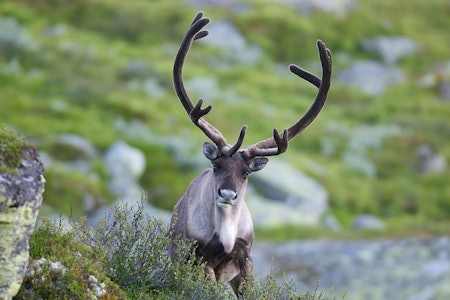 VILLREIN: Lokale aktører er positive til at det går mot reetablering i Nordfjella, mens Mattilsynet advarer mot smittefare og ønsker å vente lenger. Arkivfoto: Nils-Olav Talgøy VILLREIN: Lokale aktører er positive til at det går mot reetablering i Nordfjella, mens Mattilsynet advarer mot smittefare og ønsker å vente lenger. Arkivfoto: Nils-Olav Talgøy