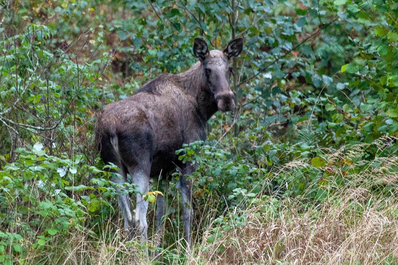 Atypisk skrantesjuke er påvist hos en elg i Finland (Ill.foto: Åsgeir Størdal) elg elgku hjortevilt skrantesyke