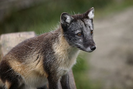 Økokrim understreker jegernes ansvar for sikkert artsidentifisering, etter at jeger avliva en fjellrev i en fangstbås, i tro om at det var en albino rødrev. (Ill.foto, fjellreven er ikke i vinterdrakt: Åsgeir Størdal) fjellrev økokrim fangstbås domfelt