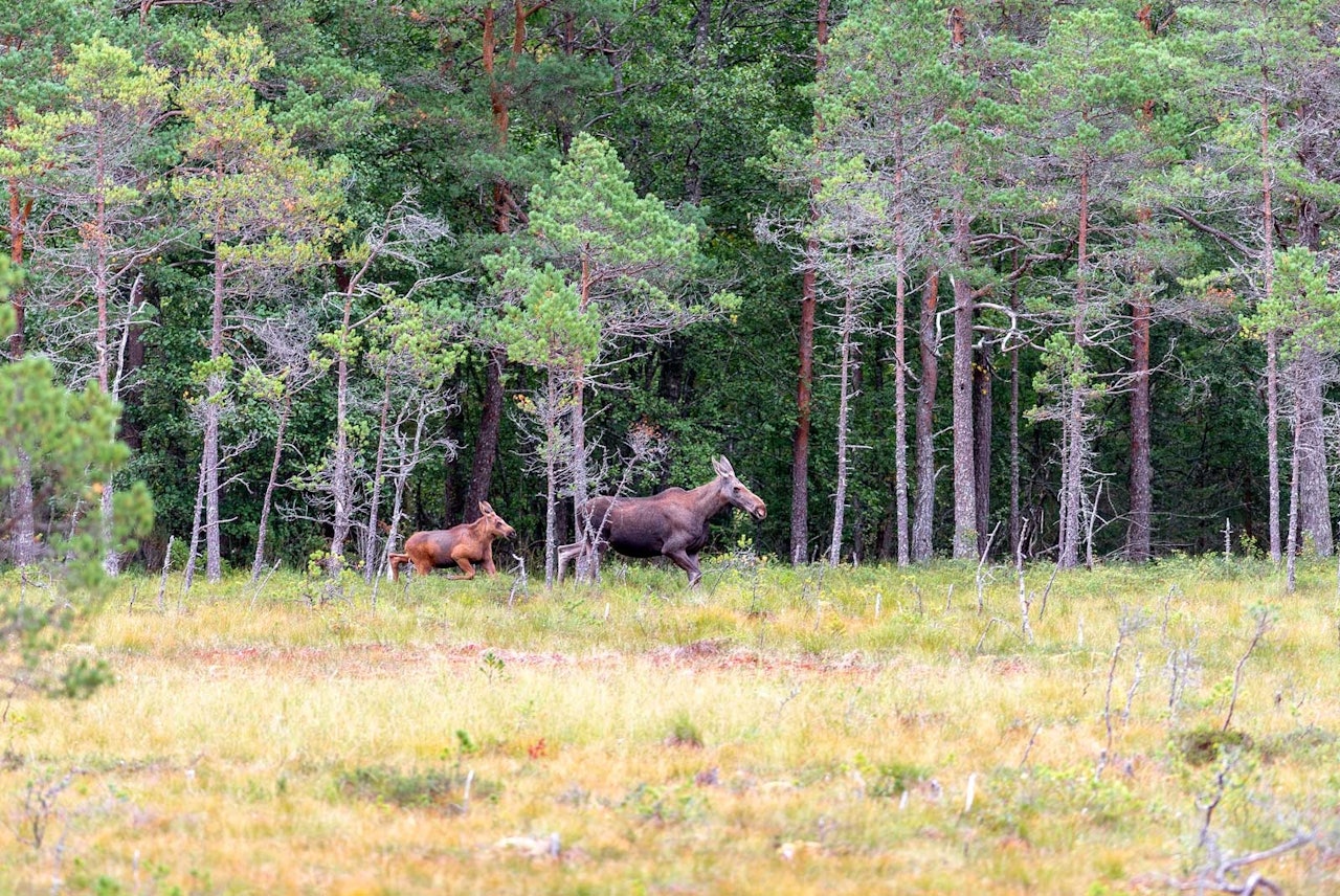 Vilt med vilt: Litt overraskende kom det både elg, hjort og rådyr i kveldsdrevet når jaktlaget leiter etter hjort.