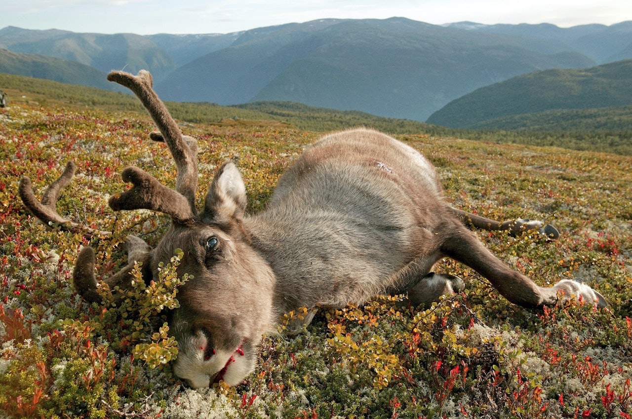 STARTEN PÅ SLUTTEN: CWD-funnet er alarmerende, både for villreinen generelt og for all hjorteviltforvaltning. (Ill.foto: Åsgeir Størdal) Villrein, skrantesjuke, Hardangervidda,