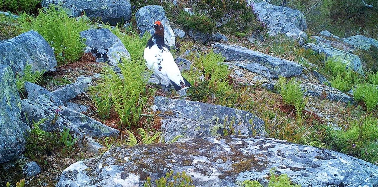 Viltkamerabilde – Lirypehøne på reir, med stegg i bakgrunn. Foto: Lirypeprosjektet i Lierne Lirype, lierne, rypejakt