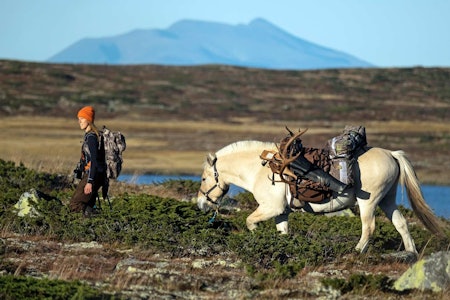Drømmejakten: Karen Anna Kiær fikk oppfylt den store drømmen; å jakte rein fra hesteryggen, felle dyr og frakte ut fra fjellet med egne hesekrefter. jakt med hest, villreinjakt, villrein, Karen Anna Kiær