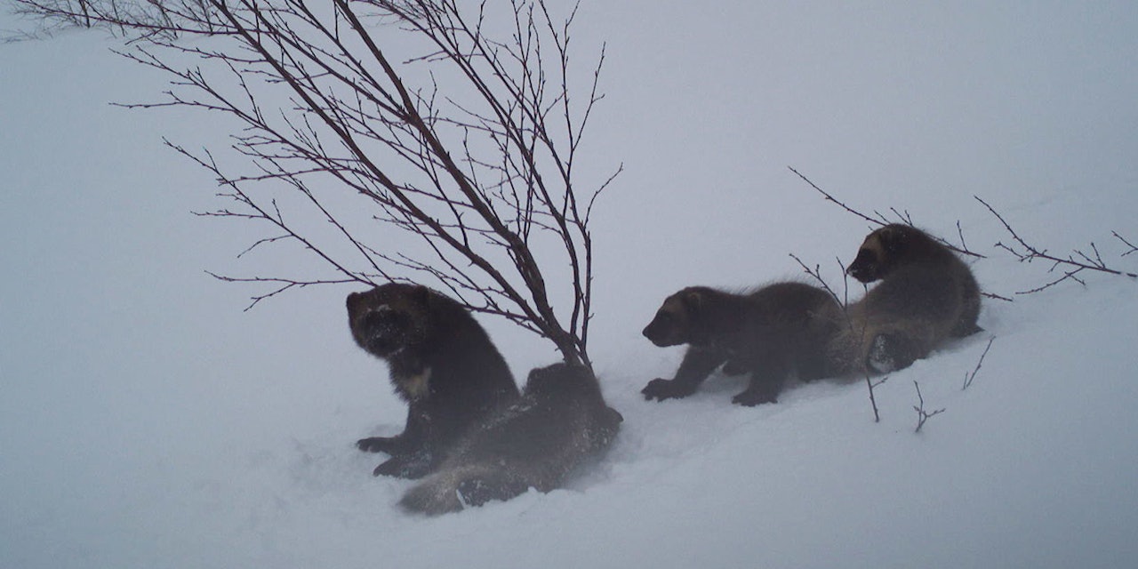 Viltkamerabilde av tispe med tre unger, tatt i Målselv kommune 24. april i år. Foto: Statens Naturoppsyn (SNO) Jerv, jerveunger, Målselv
