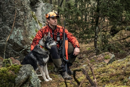 NJFF mener elgjakta allerede har endret seg for jegere med løshund.  løshund, elgjakt,