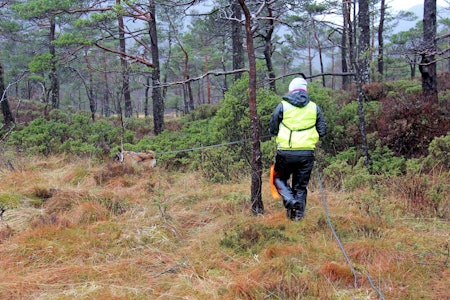 Godt håndverk: Blodspor er som håndverk. Det er gjennom å utføre jobben ofte nok at du blir dyktig på det du gjør. Blodspor, hundetrening, jakthund,ettersøkshund