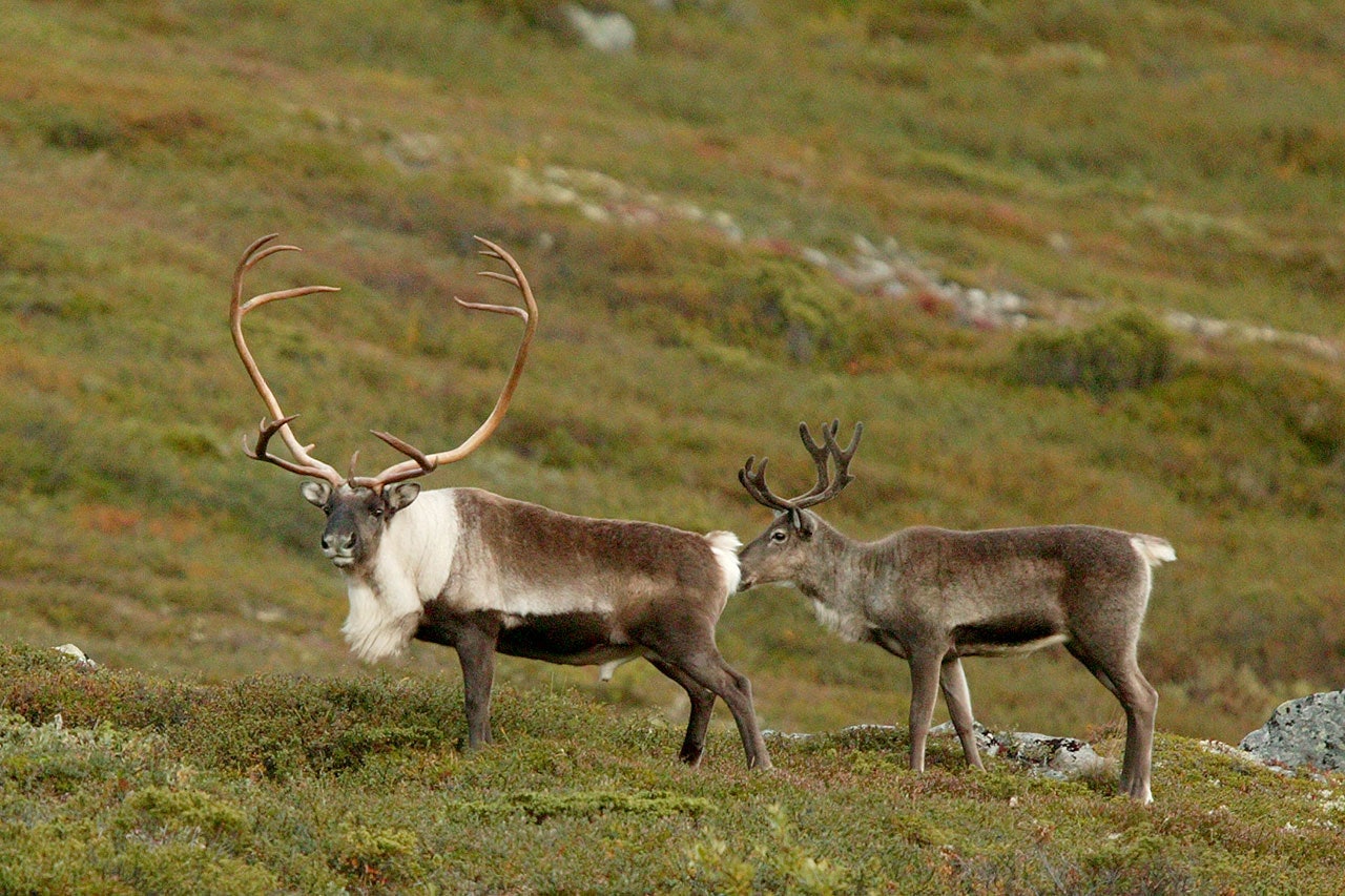 Større valgfrihet for villreinjegere på Hardangervidda. Større valgfrihet for villreinjegere på Hardangervidda.