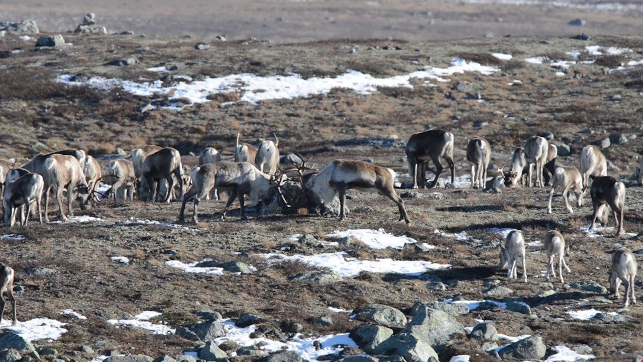 Villreinflokk på Hardangervidda. Foto: Olav Strand, NINA villrein, reinsjakt, skrantesjuke, Hardangervidda