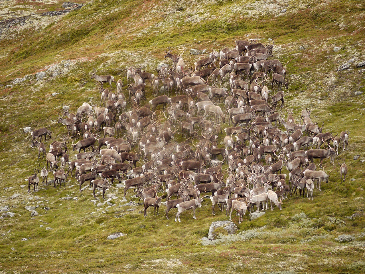 Veterinærinstituttet anbefaler nå en rask reduksjon av villreinstammen på Hardangervidda. Ill.foto: Åsgeir Størdal villrein, villreinjakt, reinsjakt, skrantesjuke,