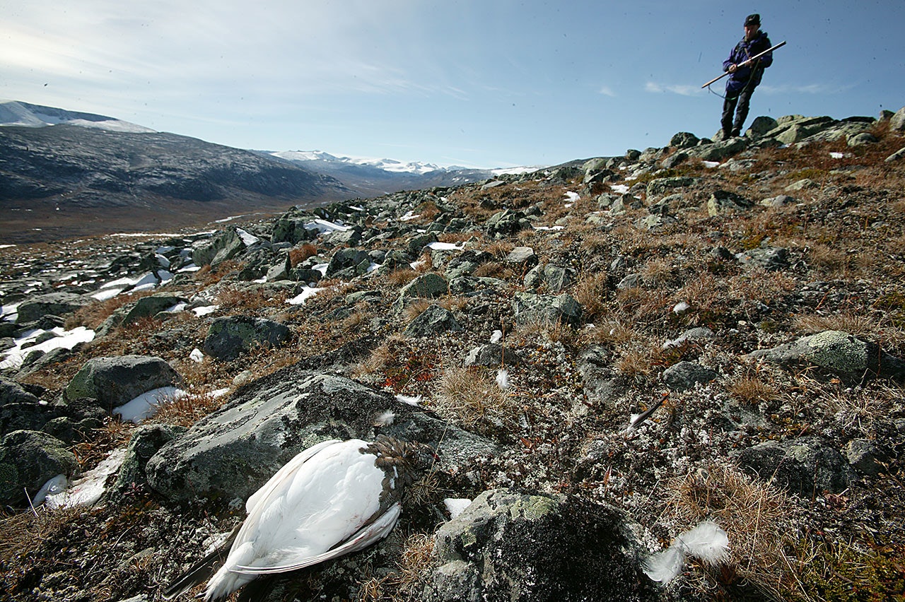 Rypejakta 2020 fra nord til sør | JEGER.NO