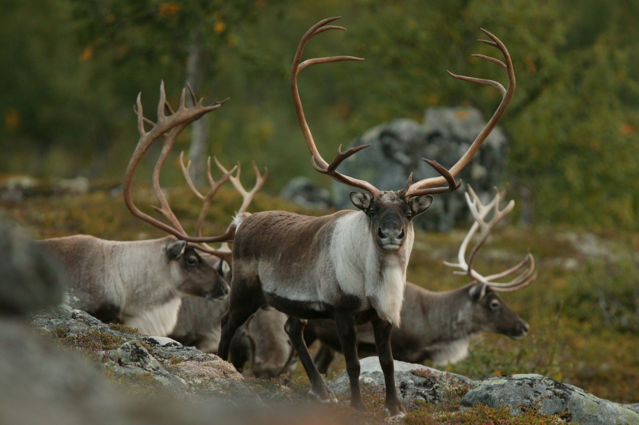 Mattilsynets CWD-prøver viste seg heldigvis å være negative. (Ill.foto: Åsgeir Størdal) villreinflokk vilt dyr