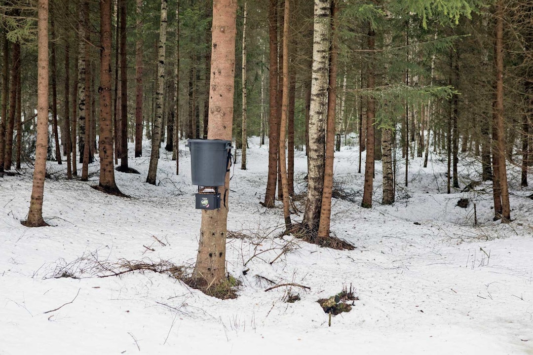 Full kontroll: MTMs fôrspreder slynger ut hundepellets på åteplassen. Du styrer selv gjennom programmet hvor ofte og hvor mye den skal kaste ut. Test-forautomat-revjakt-5