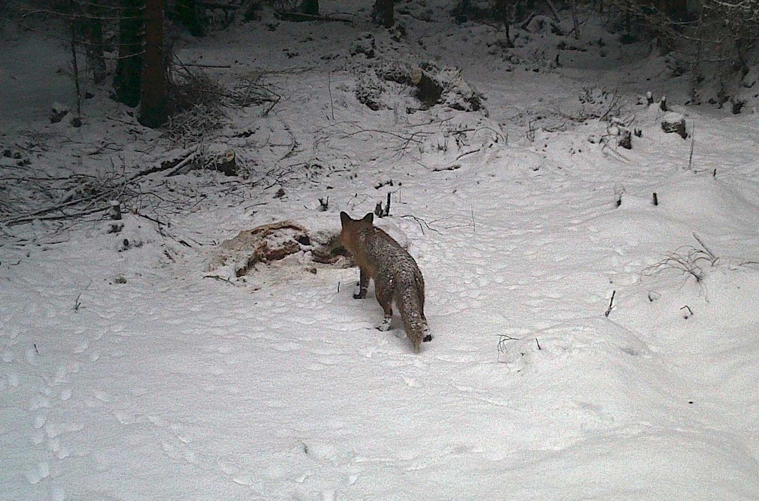 Trippelattraktivt: Etter at åtet og luktstoffet ble forsterket med et slakt, kom reven til og med i dagslys. Det har jeg ikke sett på denne åteplasen før. Test-forautomat-revjakt-6