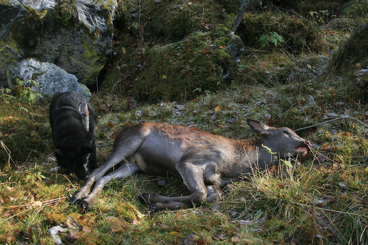 hjortekalv og svart elghund bandhund hjortejakt