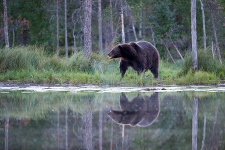 Lisensfelling bjørn