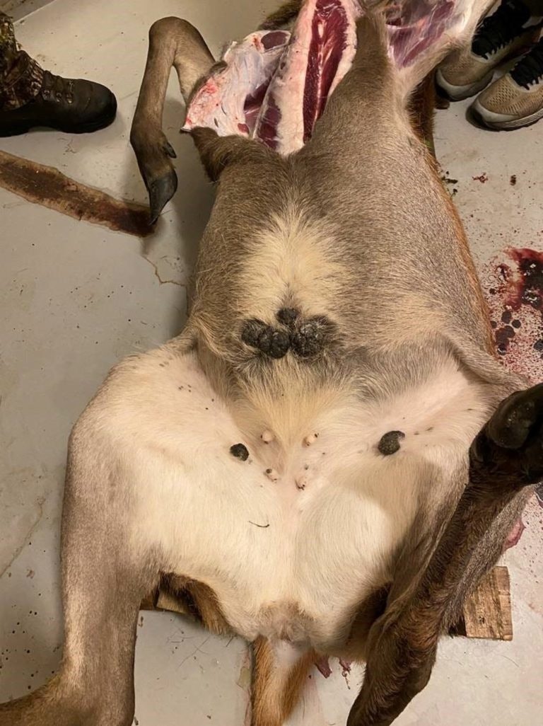 Hudvortene sitter gjerne i lysken og på bogen. Foto: Jon Hagelin/ Veterinærinstituttet Hudvorter hjort