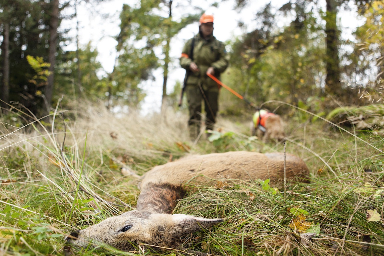 Stadig flere kvinner deltar på jakt, viser SSBs tall over aktive jegere som har løst jegeravgift og rapportert felt bytte. kvinnelig jeger ettersøk rådyr basset fauve