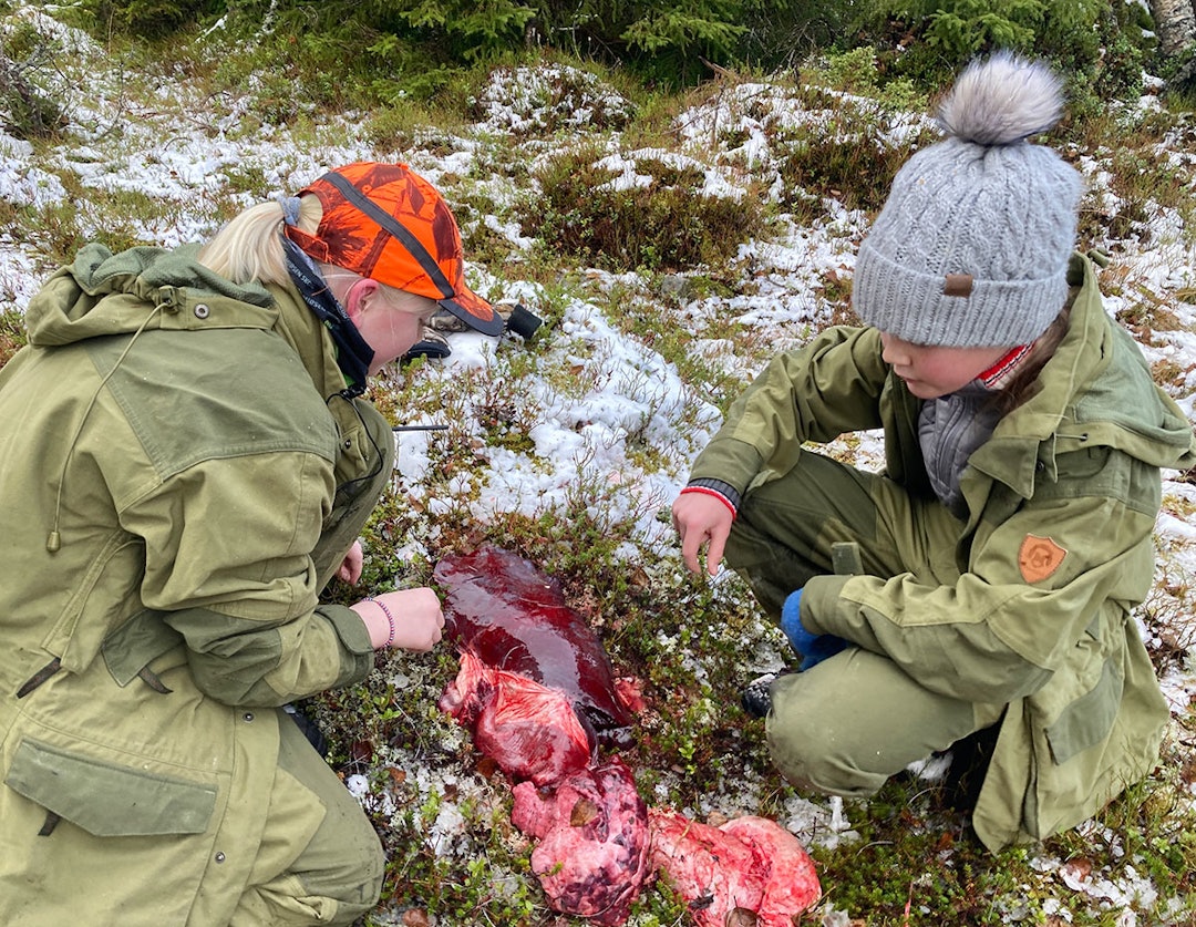 Alma Bråstad Lien og Birgitte Hovde studerer elgens lunger, lever og hjerte. Unge jenter studerer elglunger og innmat