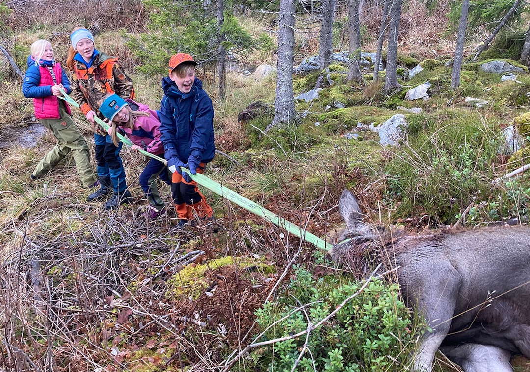 Elgen må ut av skogen og her benyttes rå muskelkraft. Fremst Emil Bråstad Lien, Andrea Solberg, Kristina Solberg og Alma Bråstad Lien. Ungdommer trekker elg