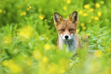 Blinkskudd, naturfoto, bilder av dyr