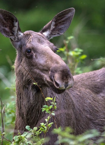 SKRANTESYKE: Et nytt tilfelle av skrantesyke er påvist hos ei elgku i Nore og Uvdal i Buskerud.