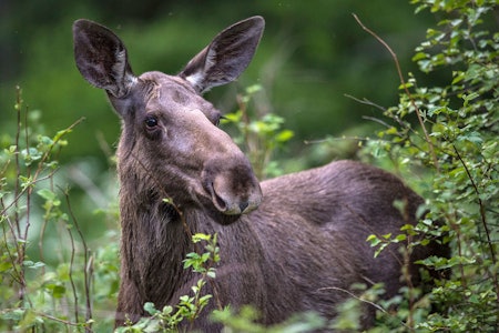 SKRANTESYKE: Et nytt tilfelle av skrantesyke er påvist hos ei elgku i Nore og Uvdal i Buskerud.