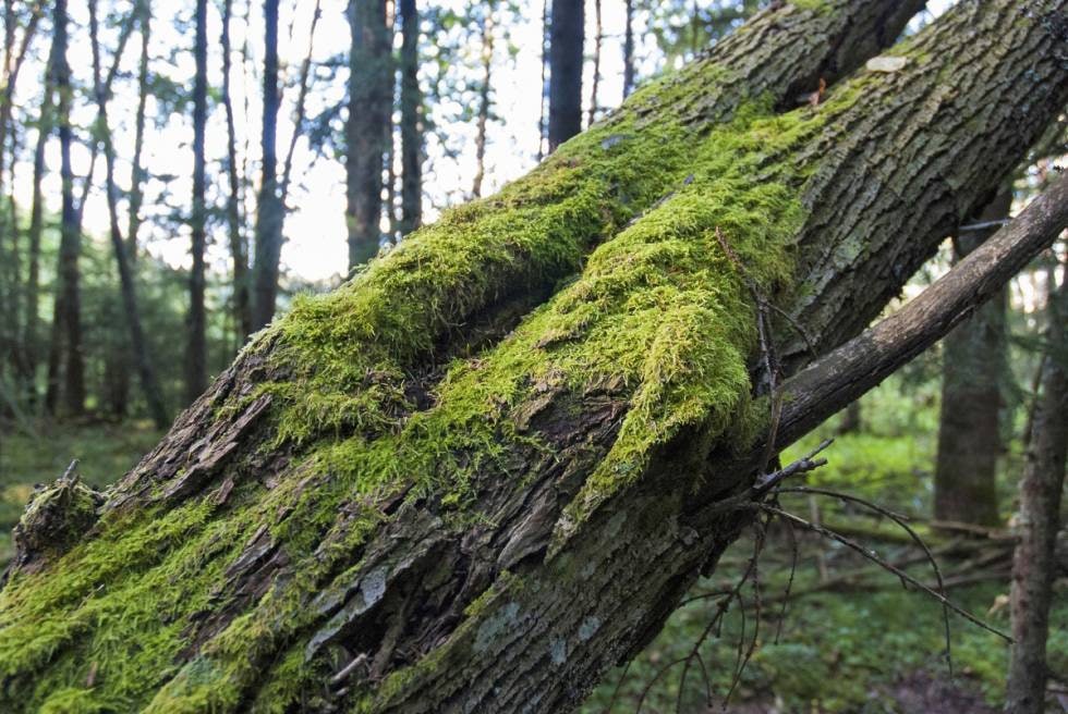 Liker fukt: Er det forholdsvis åpent, finner du mose og lav på skyggesiden på trærne – altså nordsiden i forhold til sola. Liker fukt: Er det forholdsvis åpent, finner du mose og lav på skyggesiden på trærne – altså nordsiden i forhold til sola.