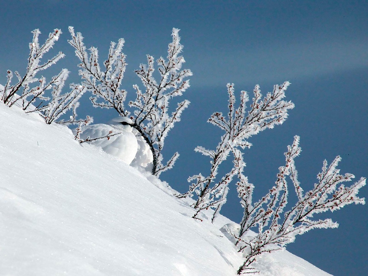 Stegg av fjellrype i vinterdrakt og flere vinterryper i snøen
