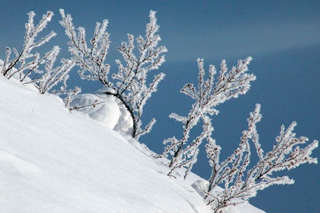Stegg av fjellrype i vinterdrakt og flere vinterryper i snøen