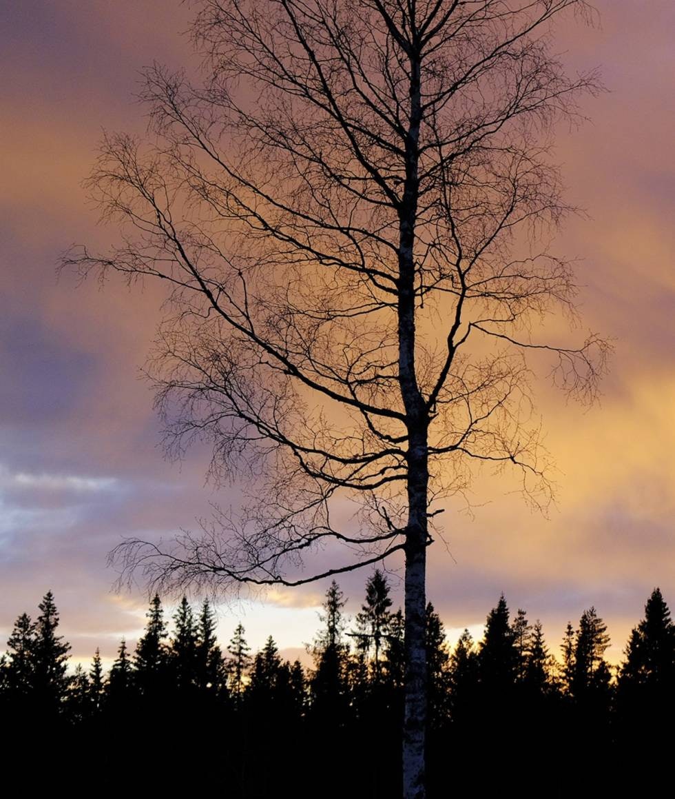 Strekker mot sør: Et tre er mest frodig mot sør. Dette er enkelt å se selv når trærne er uten lauv. Strekker mot sør: Et tre er mest frodig mot sør. Dette er enkelt å se selv når trærne er uten lauv.