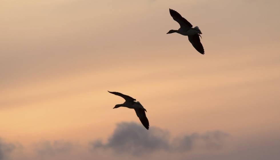 Gåseplog: Større flokker av gjess på trekk høyt oppe på himmelen flyr som regel sørover på høsten.